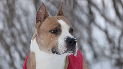 Wall Mural - American Pit Bull Terrier in nature in winter in a red poncho. close-up portrait