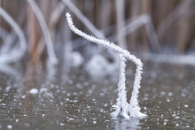 Ice Crystals That Formed On A Reed Stalk. The Reed Stalk Sticks Out Of The Frozen Lake.