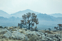 USA, California, Lone Pine, Burnt Tree In Alabama Hills In Sierra Nevada Mountains