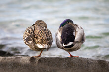 A Couple: Two Ducks Standing Together On One Leg And Watching From Behind