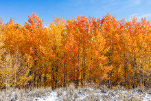 USA, Idaho, Ketchum, Fall Foliage In Forest