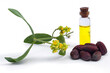 Jojoba (Simmondsia chinensis) oil, leaves, flower and seeds