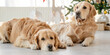 © tan4ikk - Golden retriever dogs in Christmas time