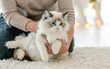 Girl with ragdoll cat in Christmas time