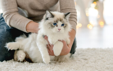 Wall Mural - Girl with ragdoll cat in Christmas time