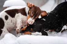 Dachshund Dog Cute Puppy Winter Walk Playing In The Snow
