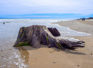 Wall Mural - Stump of tree on the beach in Carova North Carolina