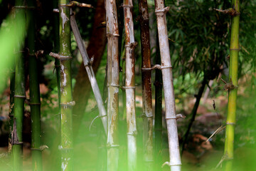 Close-up view of the bamboo stem.