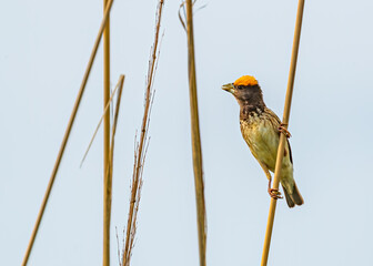 Wall Mural - Weaver bird perching on a dry grass