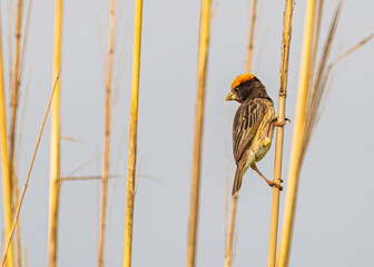 Wall Mural - Weaver bird perching on a dry grass