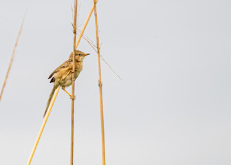 Wall Mural - Plain Prinia on a dry grass