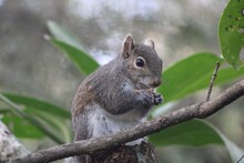 Squirrel On A Brach Eating 
