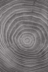 Canvas Print - Concentric gray wooden background with annual rings