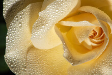 Yellow Rose With Dew Drops Seen Through A Macro Lens, Selective Focus.