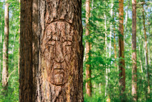 The Carved Face On The Bark Of A Pine Tree In The Siberian Coniferous Forest. The Life Of Ancient People