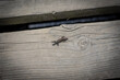 Lizard on a wooden plank in Bulge