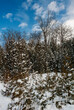 534-49 Cedars in the Snow
