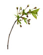 Spring twig with small green leaves and buds of flowers isolated on white