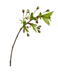 Wall Mural - spring twig with small green leaves and buds of flowers isolated on white