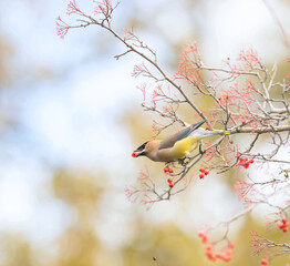 Wall Mural - cedar waxwing