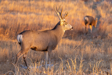 Mule Deer Buck in the Fall Rut in Colorado