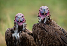 Lappet-faced Vulture Or Nubian Vulture - Torgos Tracheliotos, Old World Vulture Belonging To Bird Order Accipitriformes, Pair Two Scavengers Feeding On The Carcass In Masai Mara Kenya, Face To Face.