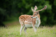 Fallow Deer Stag In Vibrant Green Parkland