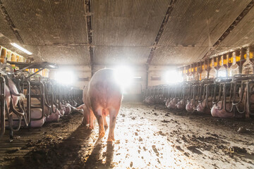 Morning at the old pig farm