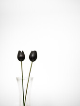 Wooden Black Tulips On White Background