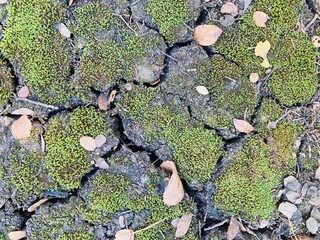 green moss on the stone