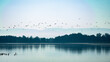 ptaki czaple nad jeziorem na tle gór