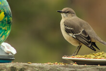 Northern Mockingbird At A Feeding Station. 