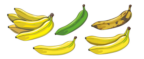 Wall Mural - Banana set. Unripe, ripe and spoiled bananas and a bunch of bananas. Tropical fruits in cartoon style. Stock vector illustration isolated on a white background.