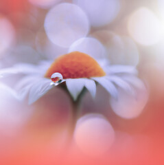 Wall Mural - Beautiful macro shot of magic flowers.Border art design. Magic light.Extreme close up macro photography.Conceptual abstract image.Orange and White Background.Fantasy Art.Creative Wallpaper.Water Drop.