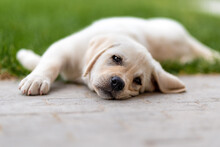 Little Labrador Puppy 2 Months Old Lying On The Grass. The Puppy Is Arched And Resting On The Path.