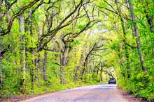 Long Tree-lined Road Surrounded By Trees In Spring Season, A Car In The Background.