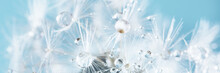 Macro Nature Abstract Background. Beautiful Dew Drops On Dandelion Seed Macro. Soft Background. Water Drops On Parachutes Dandelion. Copy Space. Soft Selective Focus On Water Droplets. Circular Shape