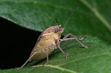Stink Bug Crawling On A Green Plant, Close Up