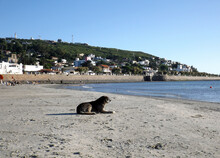 A Dog Observes On The Beach Next To A Hill With Houses And Its Wall Facing The Sea.
Houses On The Slope Of Cerro San Antonio In Piriapolis, Maldonado, Uruguay On A Sunny Summer Day.