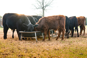 Cows eating grain from a trough in a field during autumn 