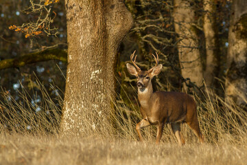 Wall Mural - blacktail buck walking edge of oak patch