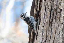 Spotted Downy Woodpecker