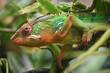 Panther Chameleon on a Branch
