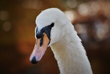 Mute Swan Face Close Up
