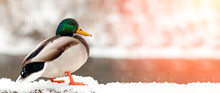 Portrait Of A Duck In A Winter Public Park In The Rays Of Sunlight. Duck Birds Are Standing Or Sitting In The Snow. Migration Of Birds. Ducks And Pigeons In The Park Are Waiting For Food From People