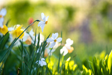 White Tender Narcissus Flowers Blooming In Spring Garden.
