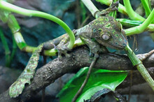 Leaf-tailed Gecko Blending Into A Branch