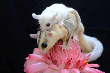 Wall Mural - A mother sugar glider holds her baby to protect her baby from predators. This marsupial mammal has the scientific name Petaurus breviceps. 