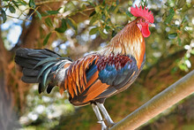 Old English Game Bantam Rooster Perched On A Branch