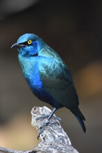 Blue-eared Starling Perched On A Log
